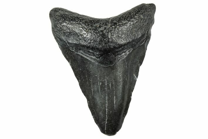 Juvenile Megalodon Tooth - South Carolina #324312